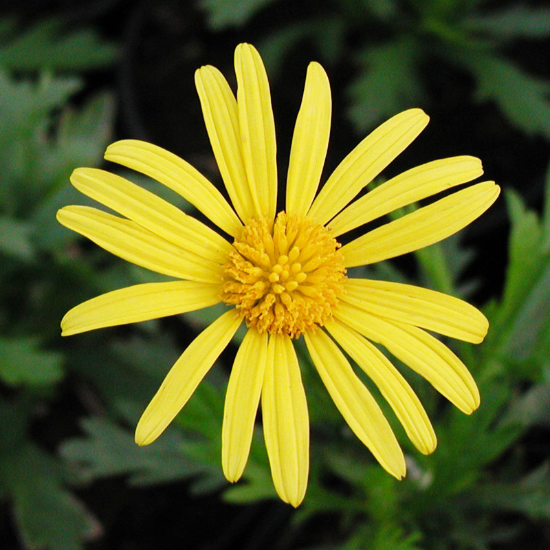 Euryops